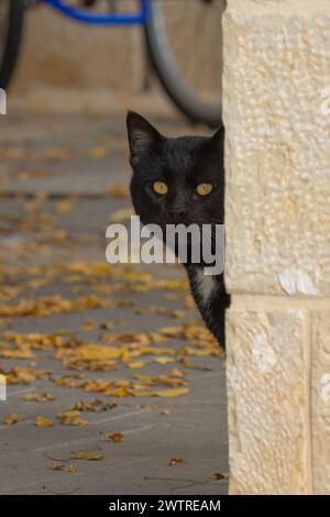 Un gatto nero, con gli occhi verdi, che sbircia da dietro un muro di pietra. Foto Stock