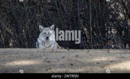 Un coyote sta riposando ai margini di un campo osservando attentamente l'ambiente circostante Foto Stock