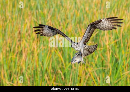 Osprey (Pandion haliaetus) in volo con pesci catturati nella zona umida, lago Apopka, Florida, Stati Uniti. Foto Stock