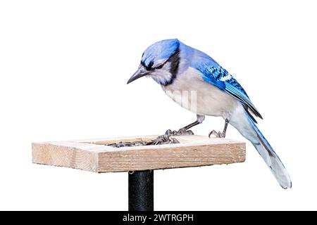 Un bluejay si trova sulla sommità di un alimentatore di semi di girasole. Sfondo bianco. Foto Stock
