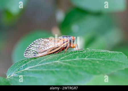 Una cicada emersa di recente si erge su un lleaf verde Foto Stock