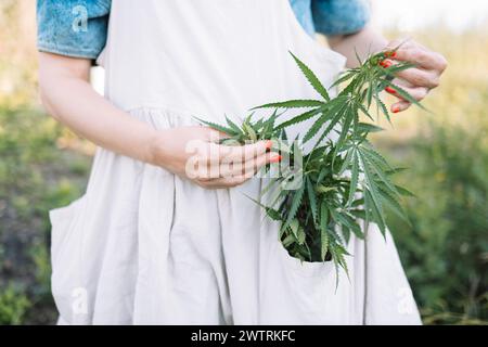 Primo piano di erbe verdi in una tasca. Una giovane donna in un grembiule di lino tiene foglie di cannabis. La pianta di canapa è in mani femminili. Un campo verde con righe Foto Stock