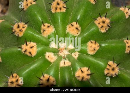 Cactus verde con spine macro con vista dall'alto orizzontale Foto Stock
