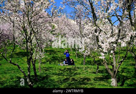 Praga, Repubblica Ceca. 19 marzo 2024. Mandorli in fiore sotto la collina di Petrin a Praga, Repubblica Ceca, 19 marzo 2024. Crediti: Roman Vondrous/CTK Photo/Alamy Live News Foto Stock