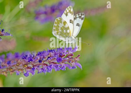 Bellissima farfalla su un fiore di colore viola. Eastern Bath White, Pontia edusa Foto Stock