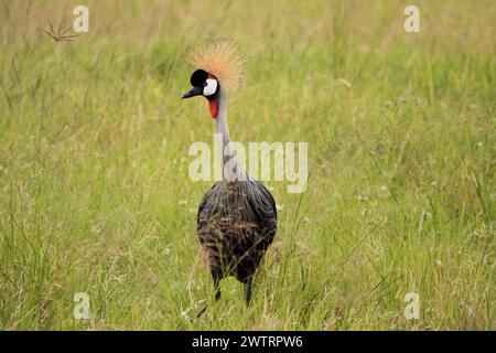 Grey Crowned Crane (Balearica regulorum), il cratere di Ngorongoro, Tanzania Foto Stock