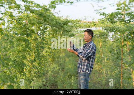 Responsabile della ricerca agricola, uomo asiatico al gourd amaro o alla crescita di melone amaro sull'albero in un'azienda agricola biologica Foto Stock