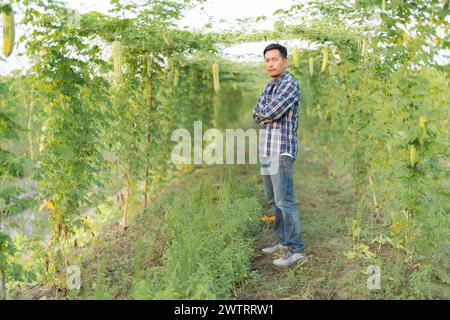 Responsabile della ricerca agricola, uomo asiatico al gourd amaro o alla crescita di melone amaro sull'albero in un'azienda agricola biologica Foto Stock