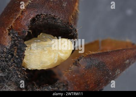 Pear weevil o Pear Blossom weevil (Anthonomus piri). Un parassita di pere che distrugge le gemme. Pupa rimossa dal bocciolo di fiori di pere. Foto Stock