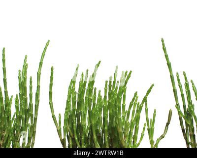 primo piano, salicornia europaea appena verde isolata (queller, zeekraal, erba di vetro, salamoia, sottaceti, sottaceti, sottaceti, zamphire di palude, asparagi di mare) Foto Stock