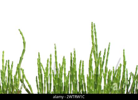 primo piano, salicornia europaea appena verde isolata (queller, zeekraal, erba di vetro, salamoia, sottaceti, sottaceti, sottaceti, zamphire di palude, asparagi di mare) Foto Stock