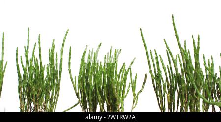 primo piano, salicornia europaea appena verde isolata (queller, zeekraal, erba di vetro, salamoia, sottaceti, sottaceti, sottaceti, zamphire di palude, asparagi di mare) Foto Stock