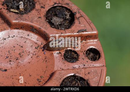 Parte inferiore di una pentola di plastica con un giovane lupo della serra (Ambigolimax valentianus), lumache di famiglia (Limacidae). Primavera, marzo. Garde olandese Foto Stock