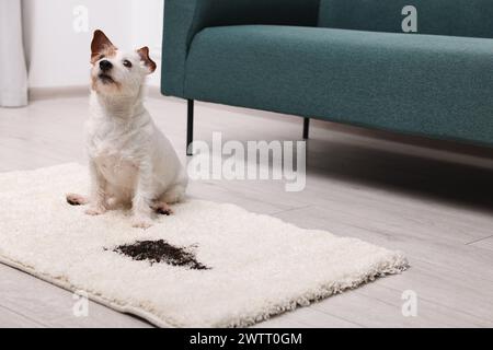 Bel cane vicino alla macchia di fango sul tappeto al chiuso. Spazio per il testo Foto Stock