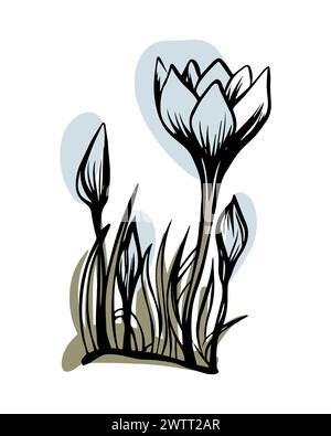 Crocus in stile schizzo con forme di colore astratte, disegnato a mano isolato su sfondo bianco. Illustrazione Vettoriale