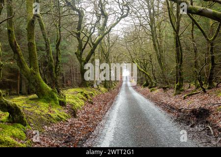 Una strada a corsia singola attraverso il Beecraigs Country Park, Linlithgow, West Lothian, Scozia Foto Stock
