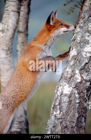 Red Fox (Vulpes vulpes) animale sub-adulto, semi-abituato, Loch Lomond and the Trossachs National Park, Stirlingshire, Scozia, settembre 1999 Foto Stock