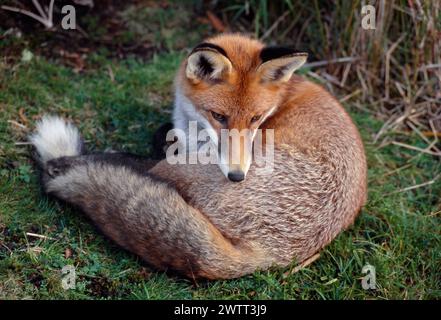 Red Fox (Vulpes vulpes) animale semi-abituato disteso a mezzogiorno, Loch Lommond e Trossachs National Park, Stirlingshire, Scozia, settembre 1999 Foto Stock