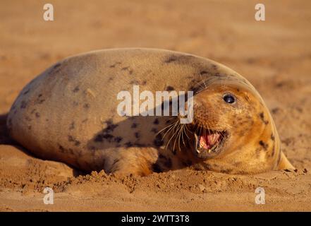 La foca grigia (Halichoerus grypus) è stata trainata sulla barra di sabbia durante la bassa marea durante l'illuminazione pomeridiana invernale, Lincolnshire, Inghilterra, novembre 1998 Foto Stock