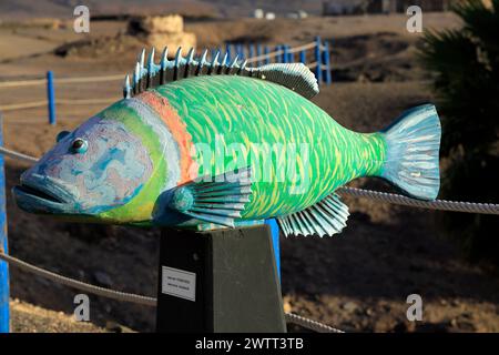 Scultura di wrasse ornata, Thalassoma Pavo, sopra il porto di pescatori, El Cotillo, Fuerteventura, Isole Canarie, Spagna. Foto Stock