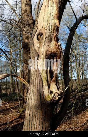 faccia a bocca aperta sul tronco dell'albero nel bosco, norfolk, inghilterra Foto Stock