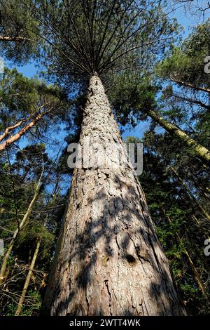 corteccia di tronchi di pino alti, guardando verso l'alto il punto di osservazione Foto Stock