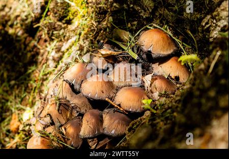 Piccoli funghi raggruppati insieme sul terreno forestale Foto Stock