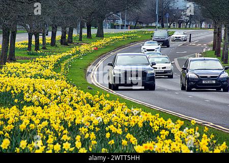 Glasgow, Scozia, Regno Unito. 19 marzo 2024: Regno Unito Meteo: Il clima primaverile in città ha visto narcisi sul versante erboso della A82 sulla grande strada occidentale il percorso per loch Lomond e gli altopiani occidentali. Credit Gerard Ferry/Alamy Live News Foto Stock