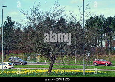 Glasgow, Scozia, Regno Unito. 19 marzo 2024: Regno Unito Meteo: Il clima primaverile in città ha visto narcisi sul versante erboso della A82 sulla grande strada occidentale il percorso per loch Lomond e gli altopiani occidentali. Credit Gerard Ferry/Alamy Live News Foto Stock