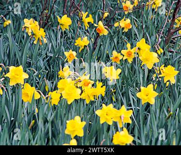 Glasgow, Scozia, Regno Unito. 19 marzo 2024: Regno Unito Meteo: Il clima primaverile in città ha visto narcisi sul versante erboso della A82 sulla grande strada occidentale il percorso per loch Lomond e gli altopiani occidentali. Credit Gerard Ferry/Alamy Live News Foto Stock