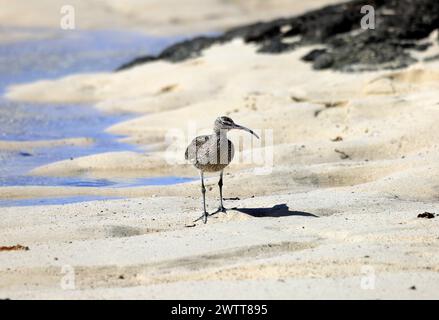 Curlew Numenius arquata, Beach, El Cotillo, Fuerteventura, Isole Canarie, Spagna. Foto Stock