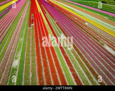 Un vivace arazzo di campi di tulipani in piena fioritura Foto Stock