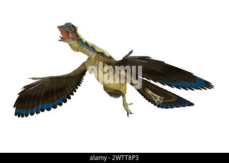 Archaeopteryx era un rettile volante carnivoro che visse in Germania durante il Giurassico. Foto Stock