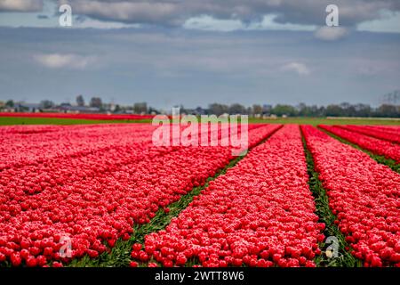 Un campo di tulipani rosso vibrante che si estende all'orizzonte sotto un cielo nuvoloso Foto Stock