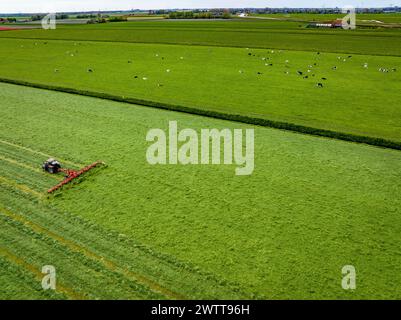 Vista aerea di un trattore che taglia lussureggianti campi verdi con mucche da pascolo Foto Stock