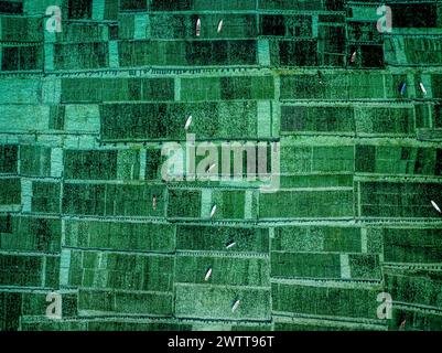 Veduta aerea dei lavoratori in abiti colorati che tendono a lussureggianti campi verdi. Foto Stock