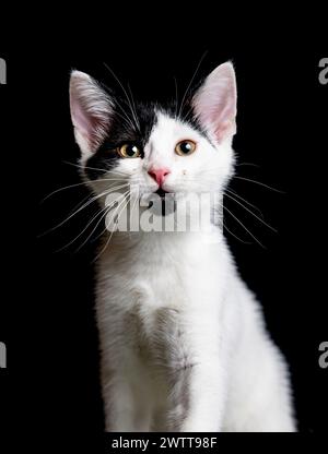Carino in bianco e nero cat Foto Stock