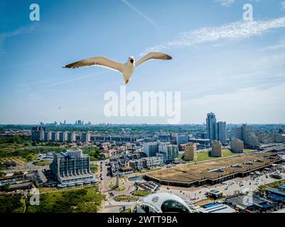 Il gabbiano si innalza su un vivace paesaggio urbano Foto Stock