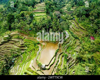 BALI - Tegallalang Rice Fields si trova in una valle che offre vedute straordinariamente belle delle terrazze e del paesaggio verde circostante. vista dall'alto verso il basso Foto Stock