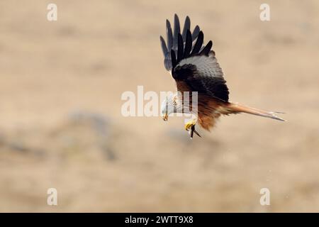 caccia riuscita... Red Kite ( Milvus milvus ) in volo, volando con prede nei suoi artigli, fauna selvatica, Europa. Foto Stock