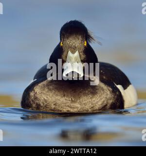 Anatra tufata ( Aythya fuligula ), che guarda seriamente il maschio, nuota vicino in posizione frontale, contatto diretto con gli occhi, specie autoctone abbastanza comuni, Europa. Foto Stock