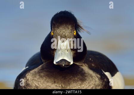 Anatra tufata ( Aythya fuligula ), che guarda seriamente il maschio, nuota vicino in posizione frontale, contatto diretto con gli occhi, specie autoctone abbastanza comuni, Europa. Foto Stock