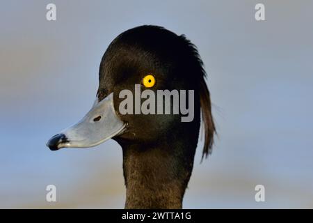 Anatra tufted ( Aythya fuligula ), adulto, bel maschio in abito da riproduzione, primo piano, ritratto della testa, guardare attentamente, collo allungato, nuotare al freddo Foto Stock