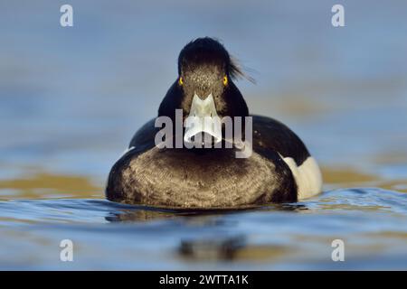 Anatra tufata ( Aythya fuligula ), che guarda seriamente il maschio, nuota vicino in posizione frontale, contatto diretto con gli occhi, specie autoctone abbastanza comuni, Europa. Foto Stock