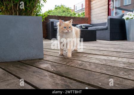 Un curioso gatto color crema che esplora un ponte in legno con fioriere e mobili da esterno sullo sfondo. Foto Stock