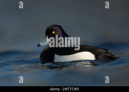 Leuchtend gelbe Augen... Reiherente * Aythya fuligula *, Männchen im frischen Prachtkleid, zeitiges Frühjahr, violett schimmerndes schwarz-weißes Gefieder, blauer Schnabel mit schwarzer Spitze, relativ häufige heimische Wildente *** Beautiful Tufted Duck Aythya fuligula , uomo adulto in abito da riproduzione, occhi gialli luminosi, becco blu con punta nera, viola scintillante piumaggio bianco nero, nativo, comune, fauna selvatica, Europa. Nordrhein-Westfalen Deutschland, Europa Foto Stock