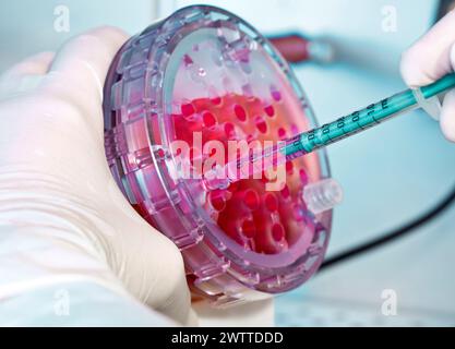 Lo scienziato pipettando una soluzione rosa in una piastra multipozzetto in laboratorio Foto Stock