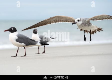 Gabbiani che ridono (Leucophaeus atricilla) lungo la costa di Jacksonville Beach, Florida. (USA) Foto Stock