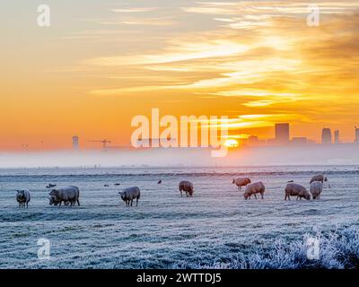 Pecore che pascolano in una mattina ghiacciata mentre il sole sorge sullo skyline della città Foto Stock