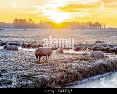 Pecore che pascolano in una mattina ghiacciata mentre sorge il sole Foto Stock